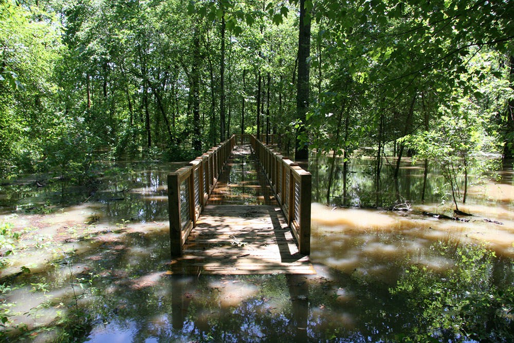 Flooded wooden walkway amid trees
