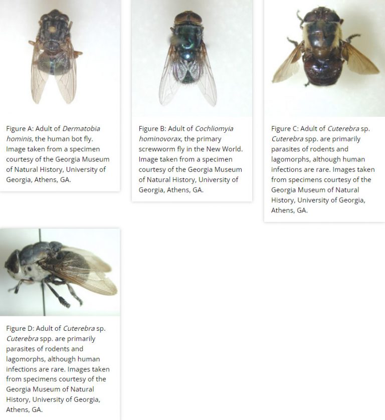 botflies-encyclopedia-of-arkansas