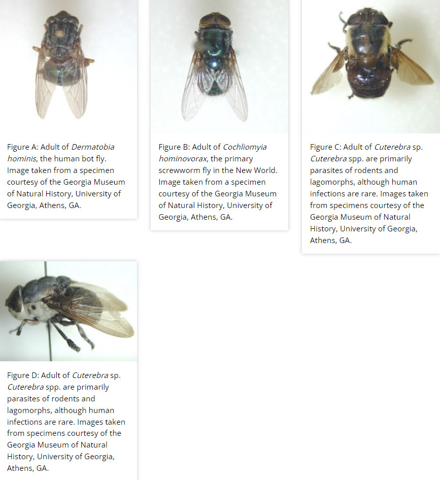 Different views of a fly