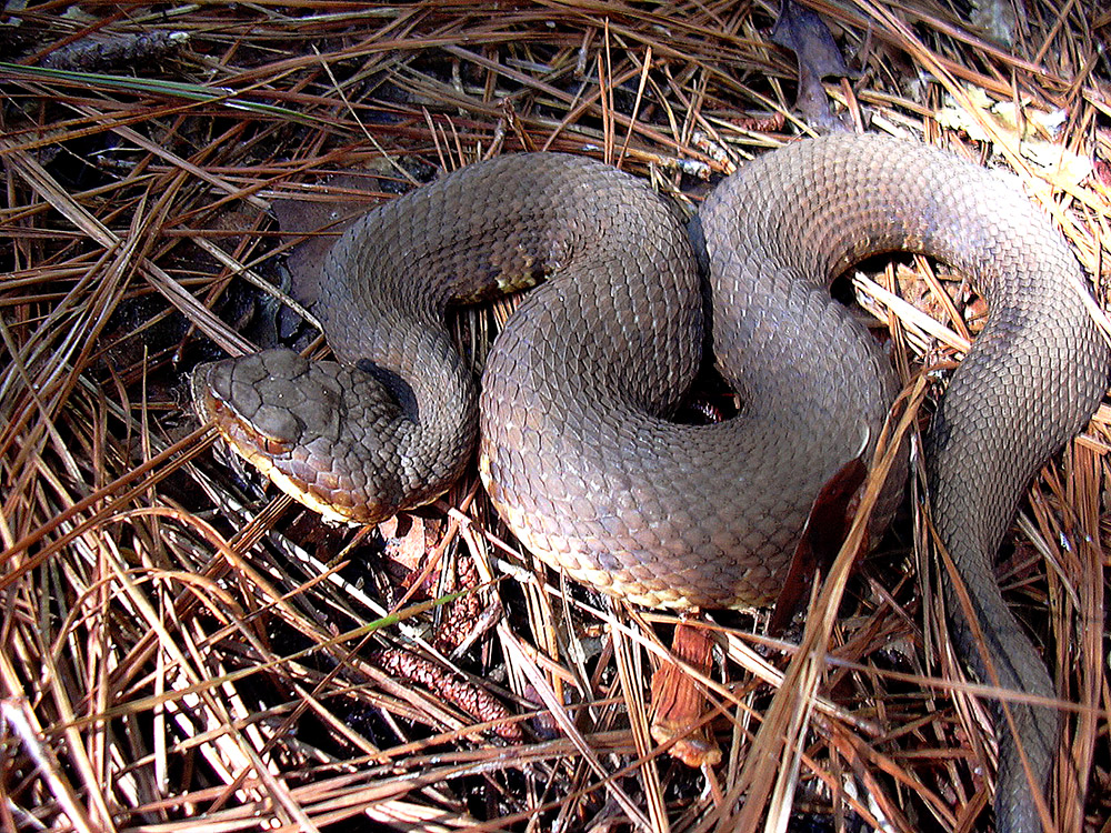 Gray snake sitting on pine needles