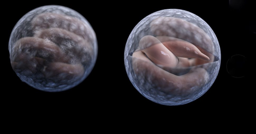 Different views of worm-like creatures in a sphere