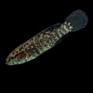 A striped fish on a black background