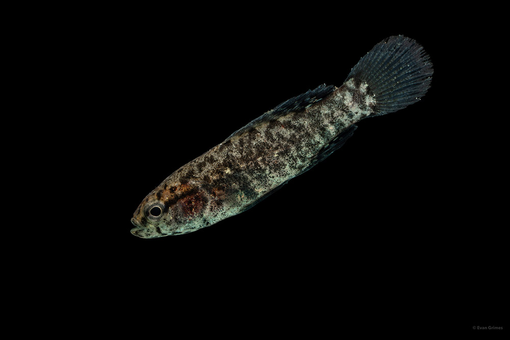 A striped fish on a black background