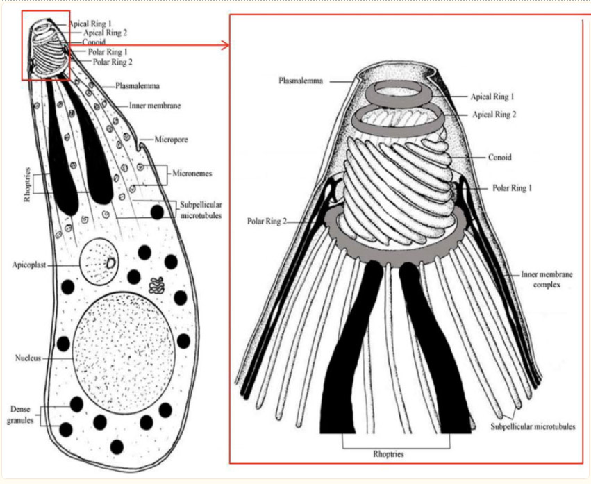 Drawing showing two views of a microscopic animal with parts labeled