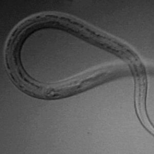 Picture of a looped worm