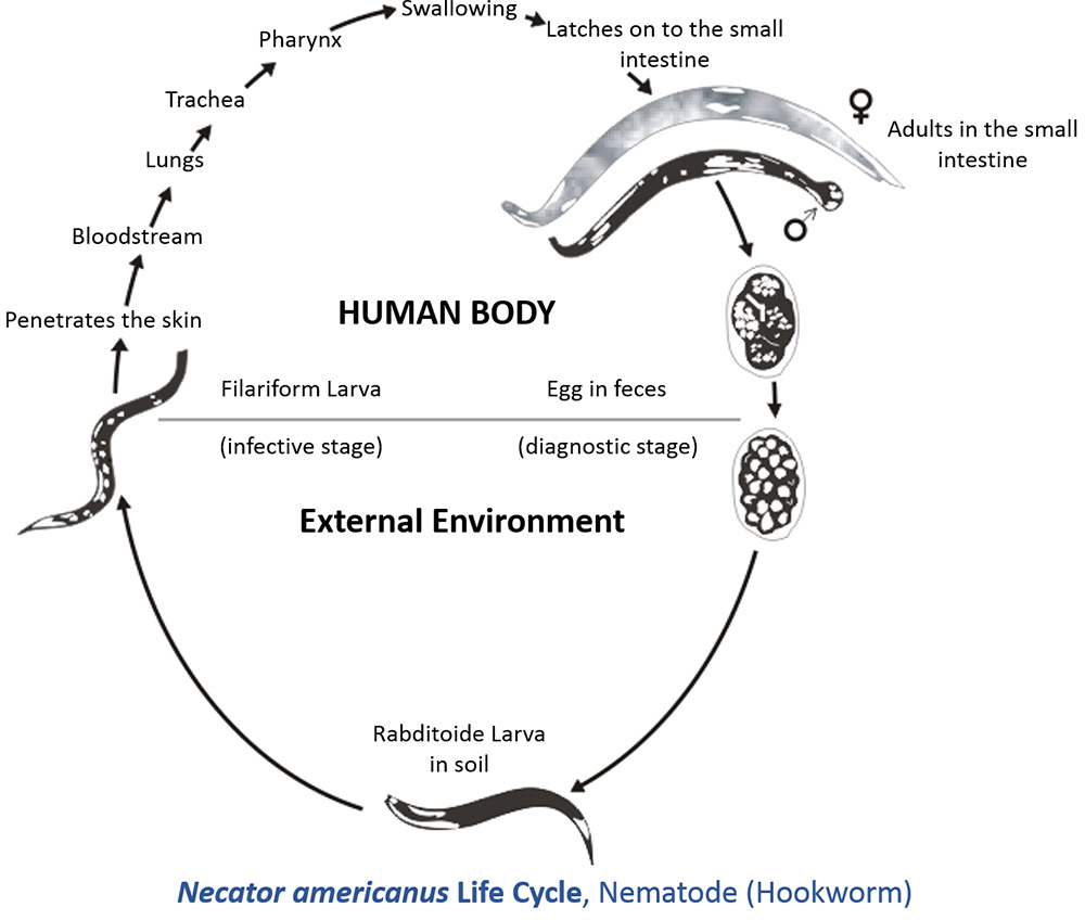 Chart indicating various life cycle changes of a worm