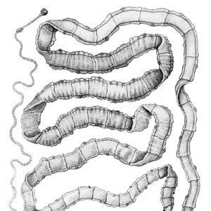 black and white sketch of a long flat worm