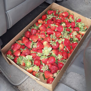 Box of red berries lying on car floor