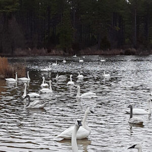 Many large white birds swimming in a lake with trees in background