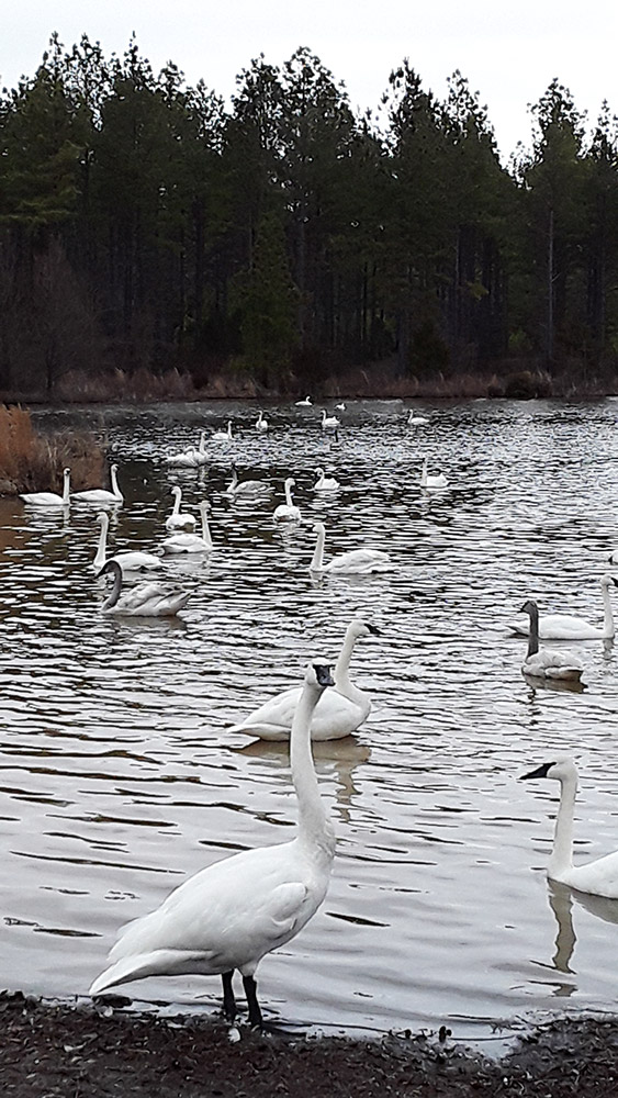 Many large white birds swimming in a lake with trees in background