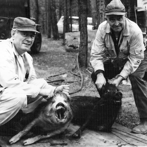 Razorback Hogs - Encyclopedia of Arkansas