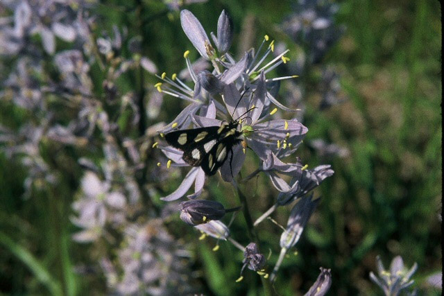 Black moth with white spots on lavender colored flowers