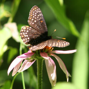 Black butterfly with white spots on flower