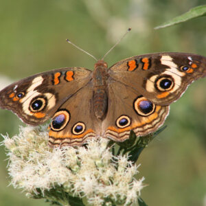 Brown butterfly with purple and orange markings