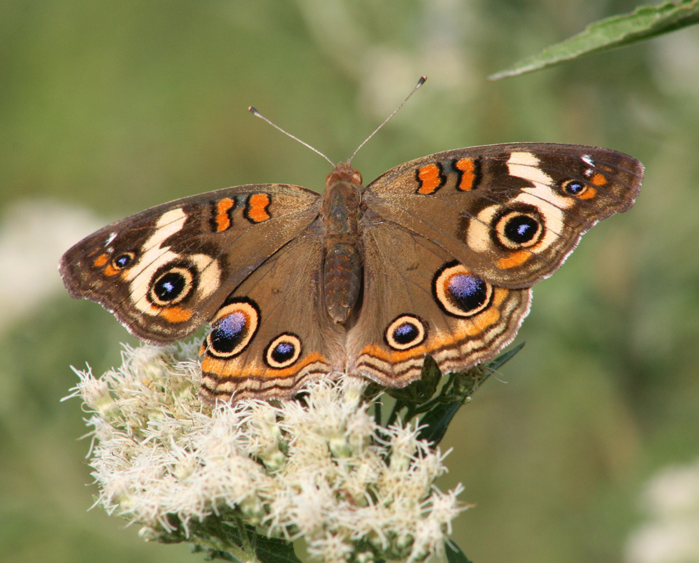 Brown butterfly with purple and orange markings