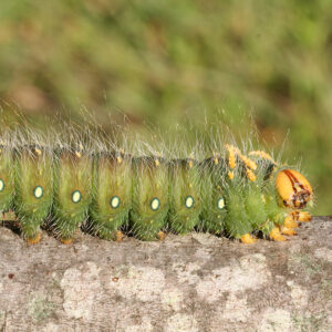 Green caterpillar with white spots and a yellow head