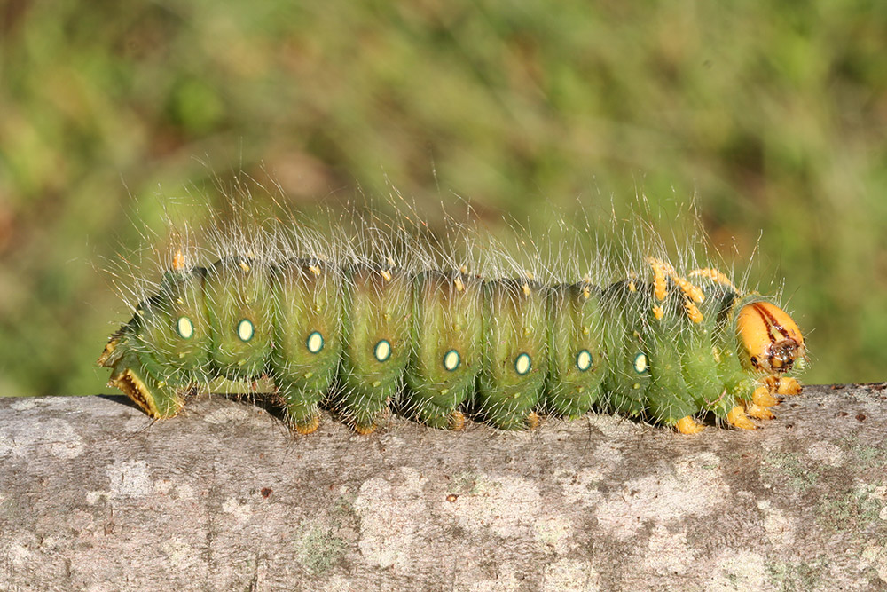 Green caterpillar with white spots and a yellow head