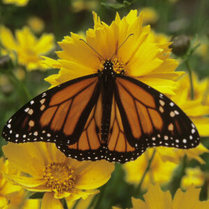 Orange butterfly with black lines and white spots on yellow flower