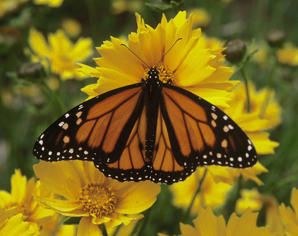 Orange butterfly with black lines and white spots on yellow flower