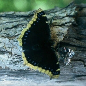 Black butterfly with yellow edging