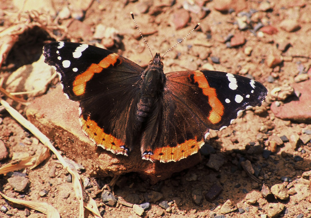 Brownish red butterfly with white