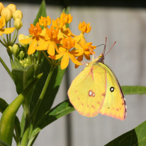 Yellow butterfly with white and orange markings perched on yellow flowers