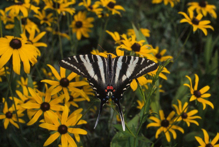 Black butterfly with white stripes and a red mark amid flowers