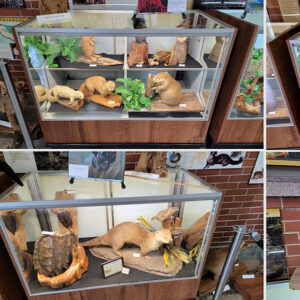 taxidermy animals in glass display cases
