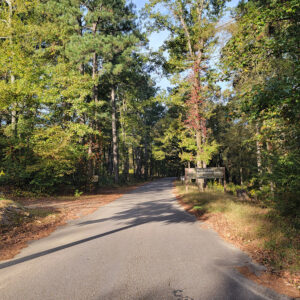 Road entering forest