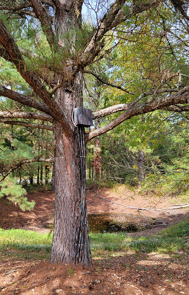 Tree with a speaker mounted up in the branches with wires leading from it to the ground
