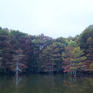 Trees with fall foliage growing out of a lake