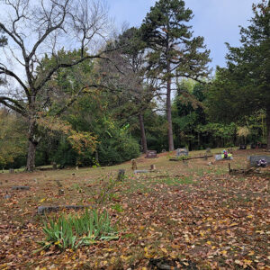Cemetery with tall trees and gravestones and leaf litter