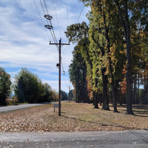 Narrow road proceeding between rows of trees with mailbox and telephone pole in foreground