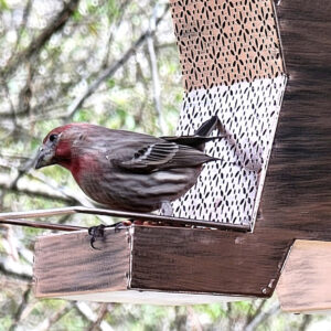 Small bird with red head and dark body