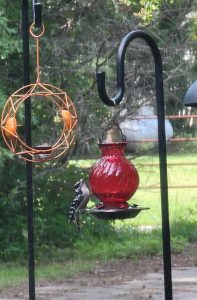 Hairy Woodpecker - Encyclopedia Of Arkansas